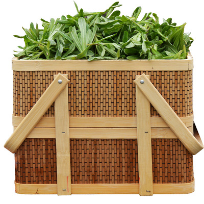 野生野菜时令蔬菜鼠曲草现摘现发