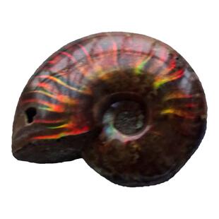 千蕊天然斑彩螺把玩 斑彩螺化石菊石手把件 小摆件 实物矿标