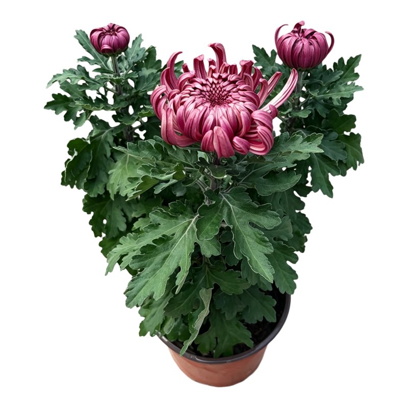 重瓣大花龙爪菊带花原盆原土发货