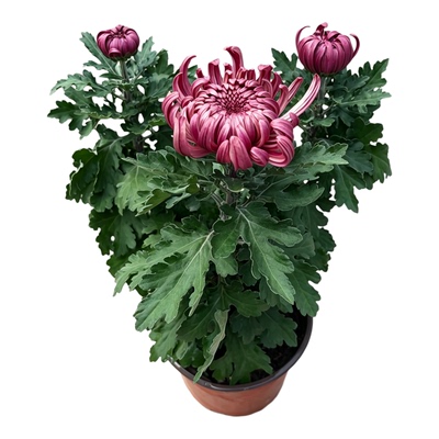 重瓣大花龙爪菊带花原盆原土发货
