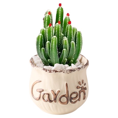 万重山多肉植物室内盆栽带陶瓷