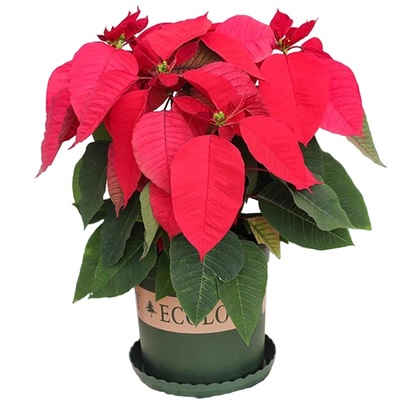 一品红盆栽室内花卉办公桌面四季