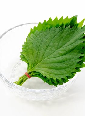 新鲜紫苏子大叶食用包烤肉刺身用