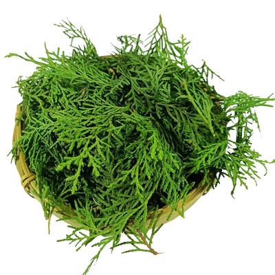 秦岭野生新鲜侧柏叶现采现发50年老树阴干侧柏叶可打粉洗发乌发