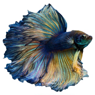 泰国半月斗鱼视频选鱼精品展示级赛级大耳半月进口观赏热带鱼活体