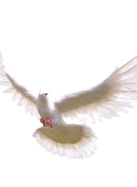 仿真白鸽摆件摄影道具