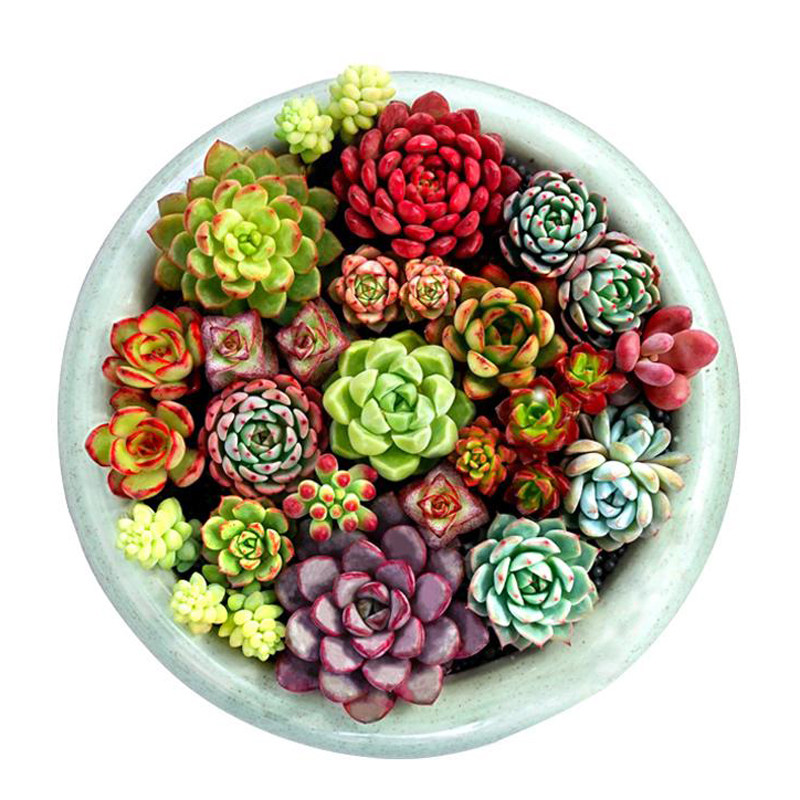 花龙园艺不死鸟萝藦生石花仙人球枝干大戟 稀奇多肉植物新手套餐
