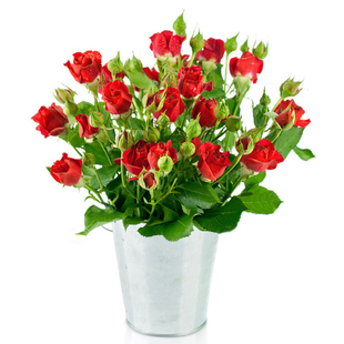 高原红月季阳台盆栽切花玫瑰花苗庭院种植好看多季节开花