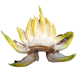 【已雕刻水仙种球无拼接】漳州水仙花王雕刻好大球冬季水培花卉