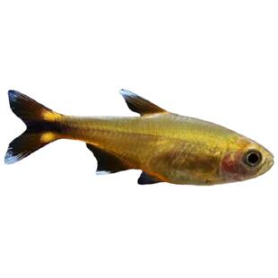 迷你灯鱼满天星办公室观赏鱼淡水鱼中层灯科鱼小型鱼草缸群游活体