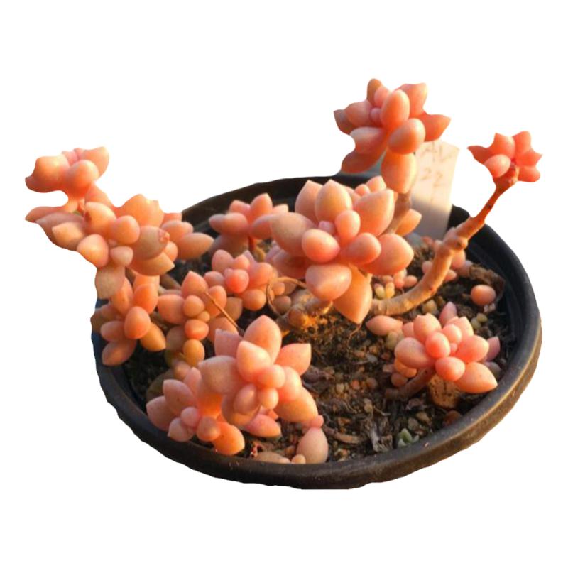 姬秋丽粉色小桩多肉植物一物一拍