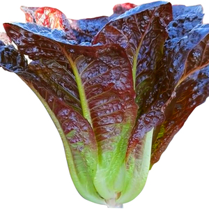 罗马直立生菜种子孑春季夏秋季孔雀菜四季耐抽苔意大利奶油盆栽籽