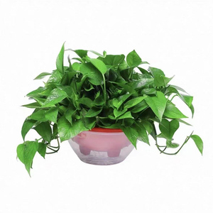 绿萝盆栽室内植物花卉绿植水培长藤垂吊大叶绿箩新房家用花卉好养