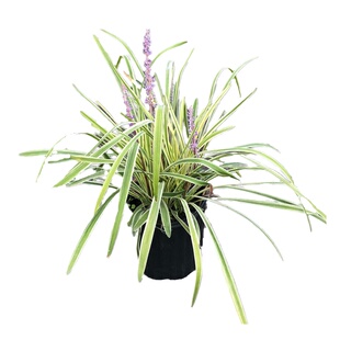 金边麦冬草盆栽室外庭院花卉青叶麦冬耐寒好养造景花坛花园搭配