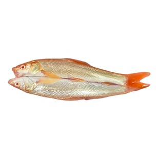 红眼鳕鱼苗赤目红眼银鳕鱼苗淡水鱼冷水银雪鱼观赏鱼食用鱼包活