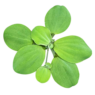 真水草水芙蓉浮萍养鱼龟缸造景水培植物鱼池净化水质增氧古法水草