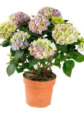 玫红妈妈无尽夏头花草本木本绣球花八仙花花园植物花耐热好养植物