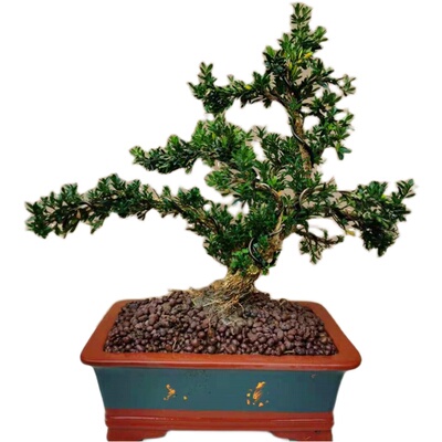 矮霸造型雀舌黄杨盆栽绿植花卉