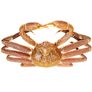 【399任选3件】鲜活熟冻整只松叶蟹500g*1只