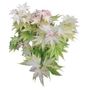 红枫 槭树团扇枫羽毛枫鸡爪槭流泉约旦黄金枫马洋亭下一物一拍