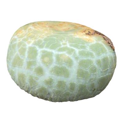 云南野生青头菌青脸菇菌野生菌南华食用蘑菇牛肝菌新鲜野生菌批发