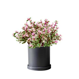 金枝玉叶盆栽雅乐之舞趣味好养多肉绿植阳台喜阳盆景老桩净化空气