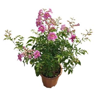 非洲粉凌霄紫云藤花盆栽成品带花苞庭院楼顶爬藤攀援木本绿植花卉