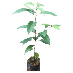 香樟树苗小叶香樟树苗 樟树苗庭院清香驱蚊 别墅 后山 公园风景树