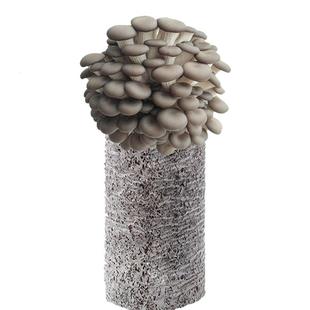 【9.9发3大包】蘑菇菌包蘑菇种植包平菇菌棒香菇菌菇种家庭食用菌