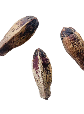 复古森林干花包松果树叶拍照