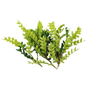 新鲜清香木胡椒木蛋糕装饰叶子金香木西餐酒店饮品菜摆盘装饰点缀