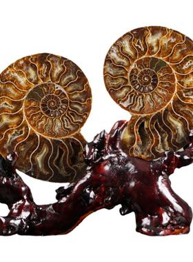 博物馆文创摆件菊螺化石收藏送礼