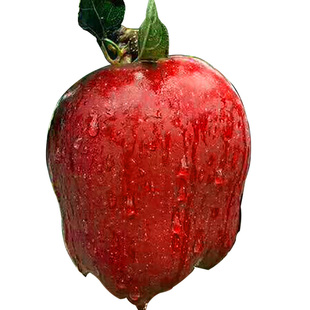 甘肃礼县花牛苹果10斤新鲜当季水果整箱红蛇粉面平果脆甜红苹果