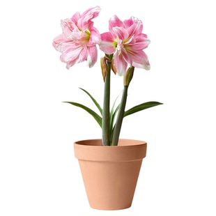 海蒂的花园荷兰朱顶红种球进口惊奇响铃爱神重瓣花卉植物室内花卉