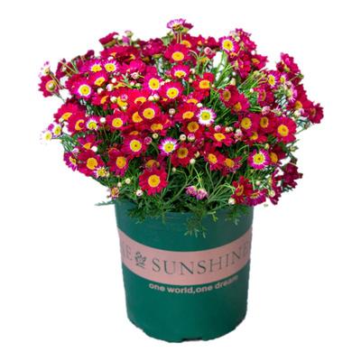 红色玛格丽特盆栽带花苞大花苗