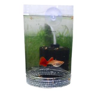 孔雀鱼繁殖盒斗鱼隔离网家用小型产箱母鱼生小鱼分离产房孵化网