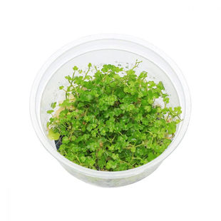 无菌杯前景水草草缸鱼缸造景草坪荷兰景迷你牛毛矮珍珠趴地挖耳