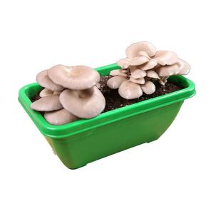 蘑菇种植包土培菌包菌种家种菌菇包黑平菇香菇家庭室内四季食用菌