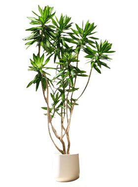 百合竹客厅绿植室内高端植物盆栽
