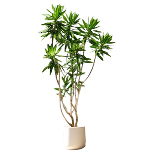 百合竹客厅绿植室内高级感植物老桩造型轻奢好养落地大型盆栽旺宅