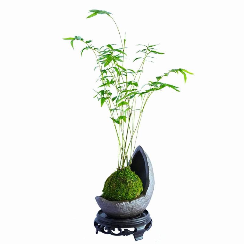 苔藓球植物米竹红观音竹金明竹水培盆景客厅室内桌面观赏竹子盆栽