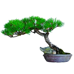 孤品矮霸黄山松盆景山采老桩一物一拍精品松树中式盆栽送领导礼物