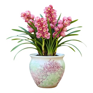 大口径多肉花盆陶瓷三角梅兰花专用家用客厅盆景发财树透气陶罐盆