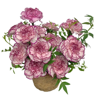 康乃馨鲜花大盆栽带花苞年宵花客厅摆件花卉室内绿植四季开花植物