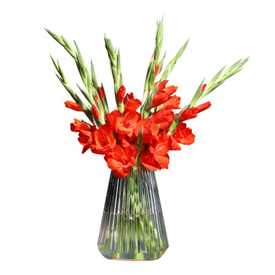 进口剑兰种球好养包活包开花对版