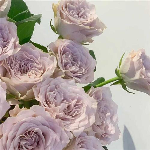 貂蝉玫瑰鲜切花稀有复古鲜花速递家用瓶插花艺江浙沪皖两扎包邮