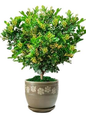 米兰花阳台四季常青芳香植物