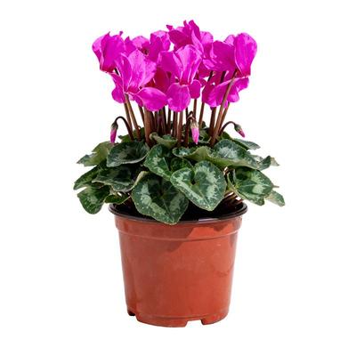 史丹利仙客来盆栽带花发货