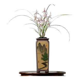 翁源兰花老种莲瓣兰小翠晶红轮细叶四季建兰红香妃带花香好养盆栽