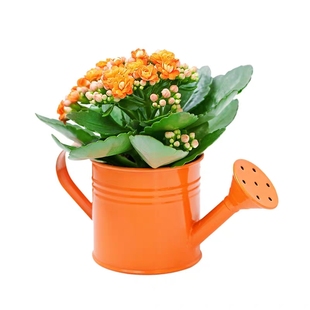 室内花卉重瓣长寿花盆栽长寿花花苗四季常绿花期长带花发货